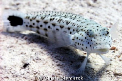 Kiss me!

Speckled Sand Perch - Parapercis hexophtalma
 by Cinzia Bismarck 